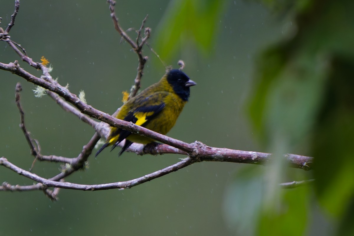 Hooded Siskin - ML646185379