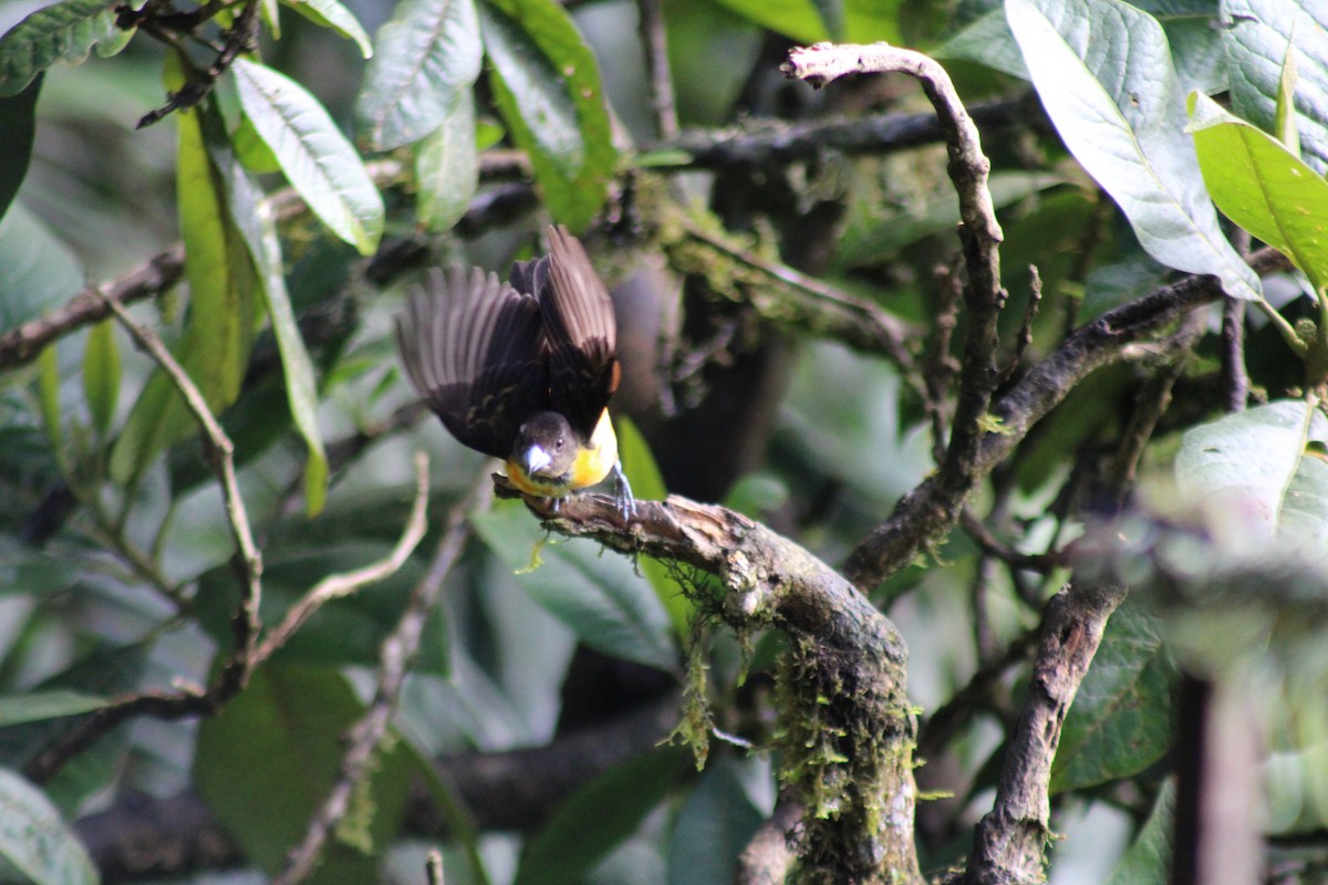 Flame-rumped Tanager - ML646185381