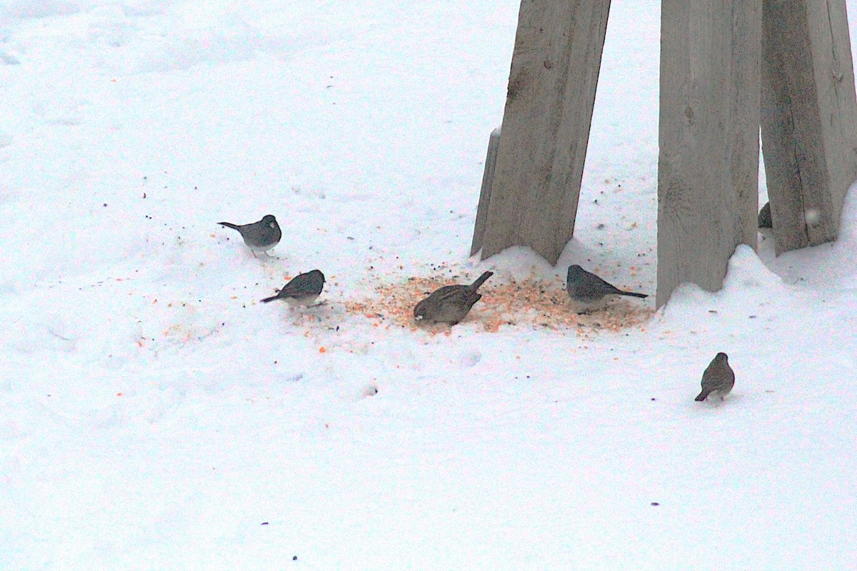 Dark-eyed Junco - ML646185382