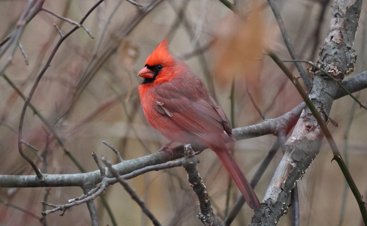 Northern Cardinal - ML646185383