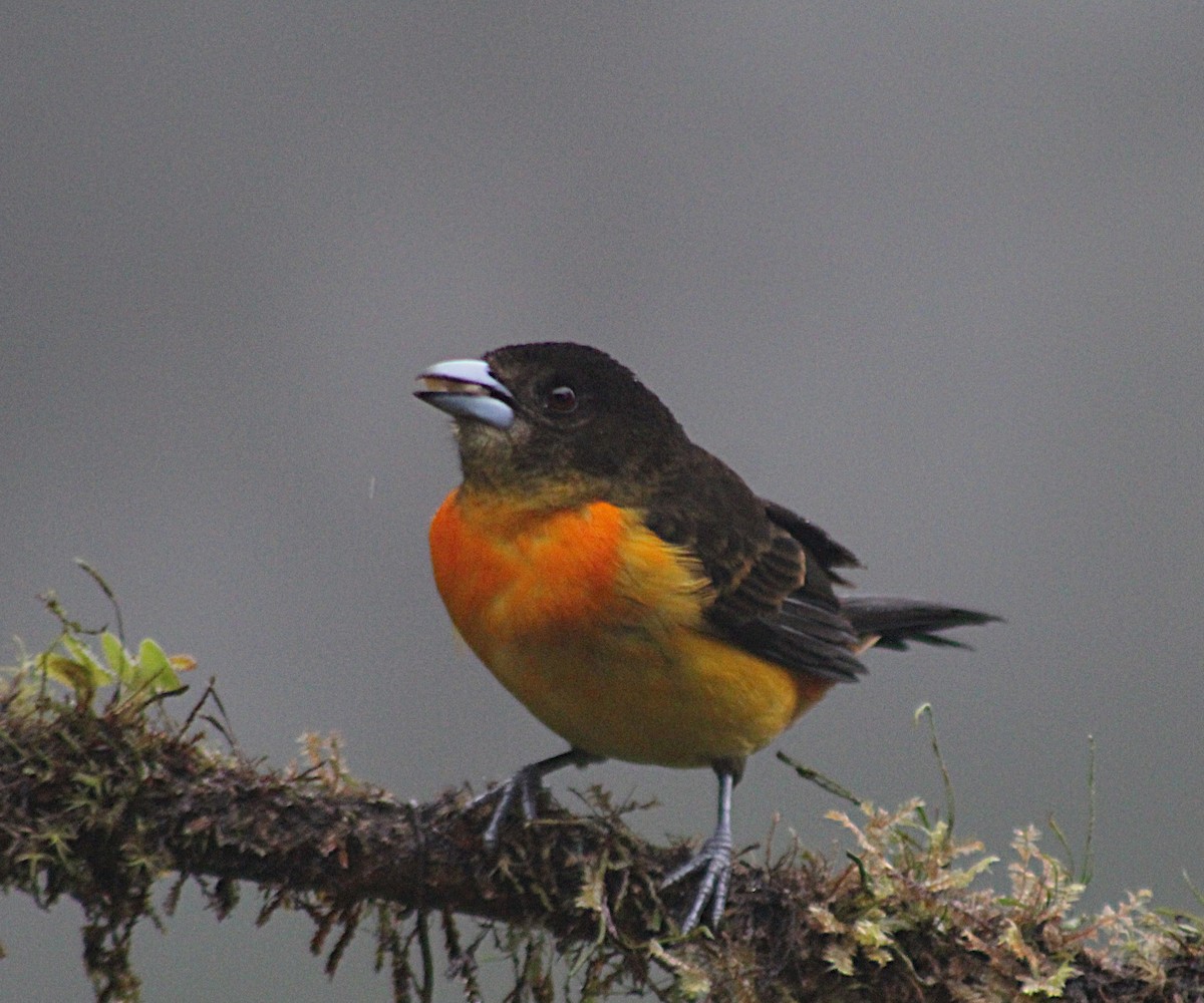Flame-rumped Tanager - ML646185384