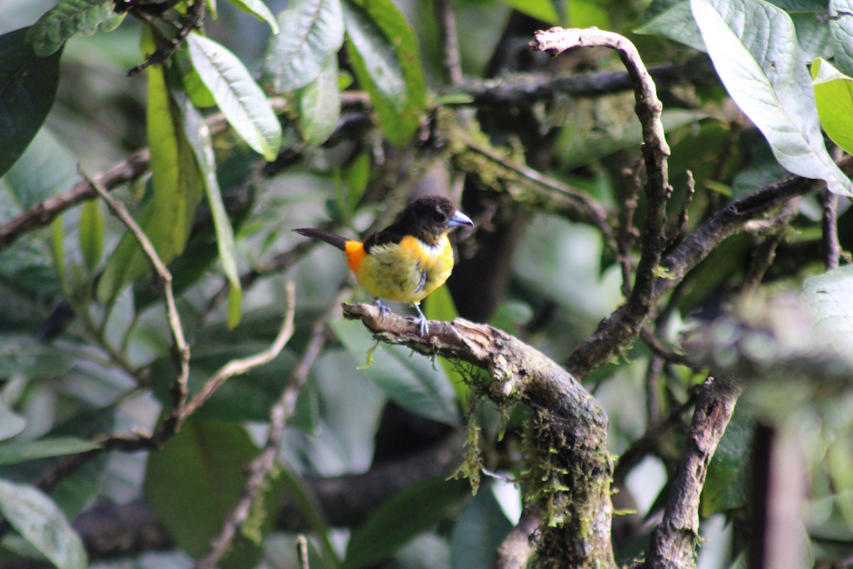 Flame-rumped Tanager - ML646185385