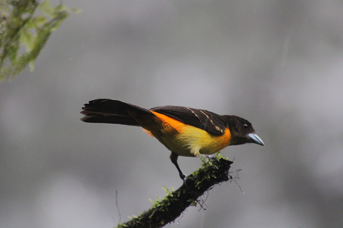 Flame-rumped Tanager - ML646185386