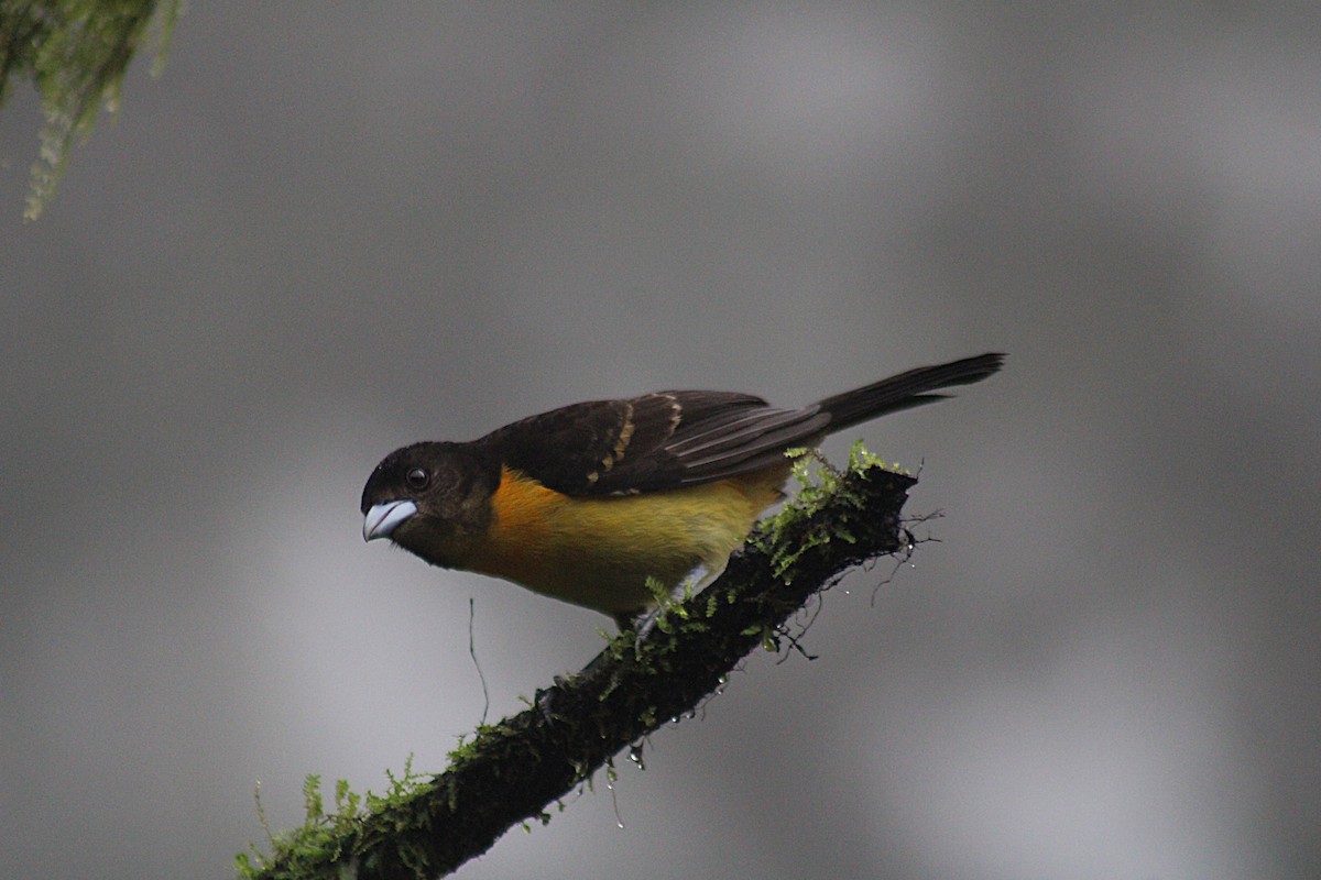 Flame-rumped Tanager - ML646185387