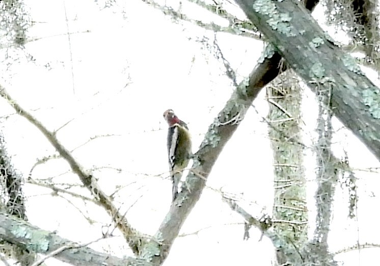 Yellow-bellied Sapsucker - ML646185389