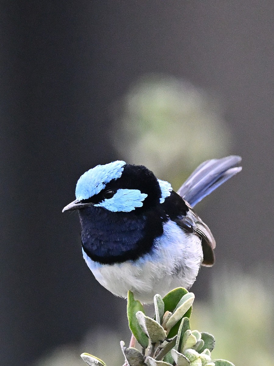 Superb Fairywren - ML646185390