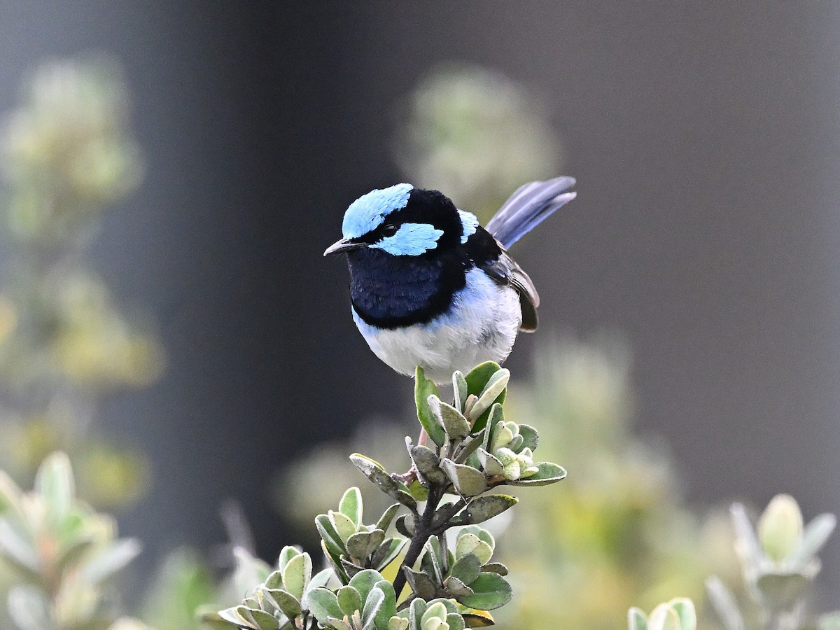 Superb Fairywren - ML646185391