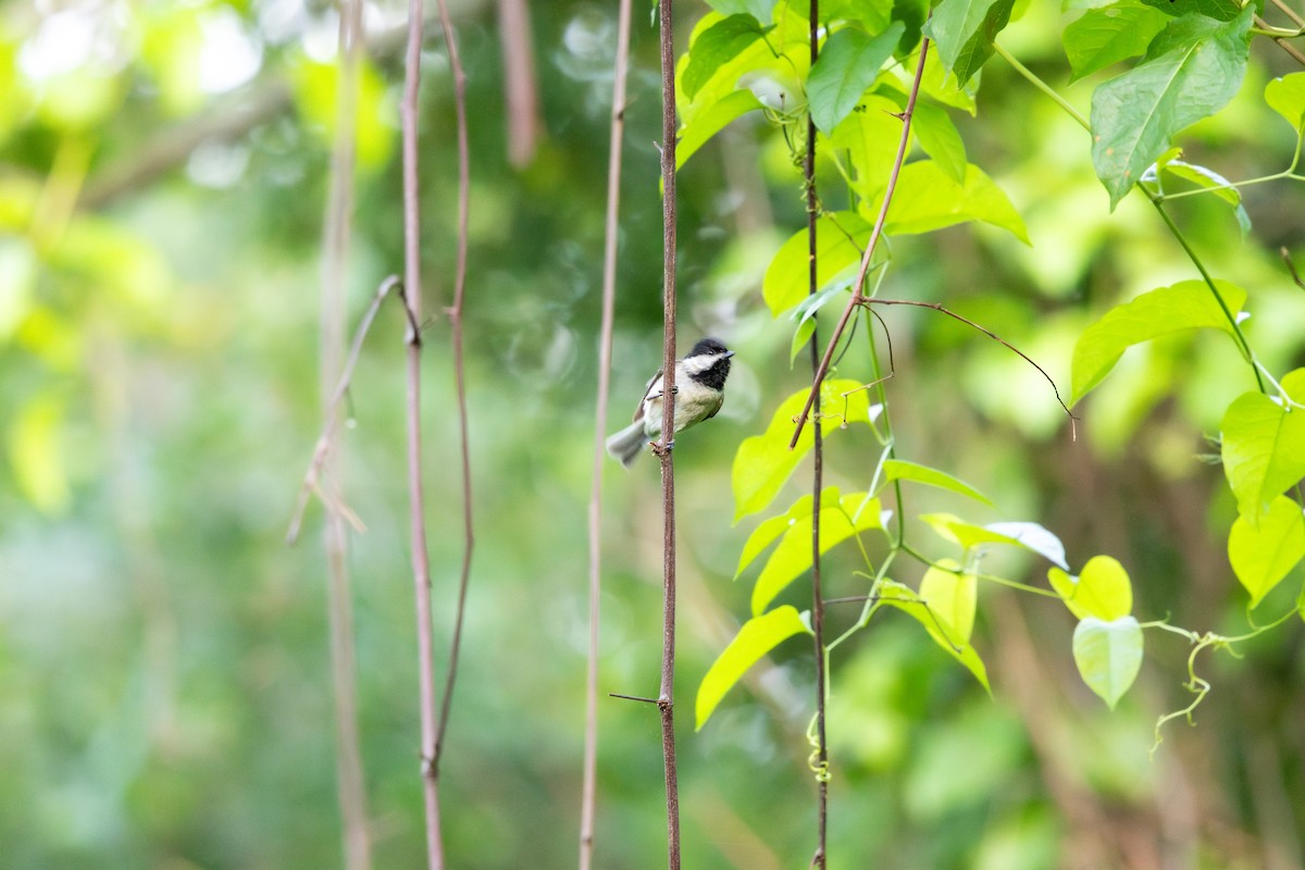 Carolina Chickadee - ML646185392