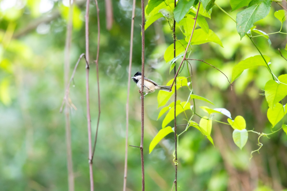 Carolina Chickadee - ML646185393