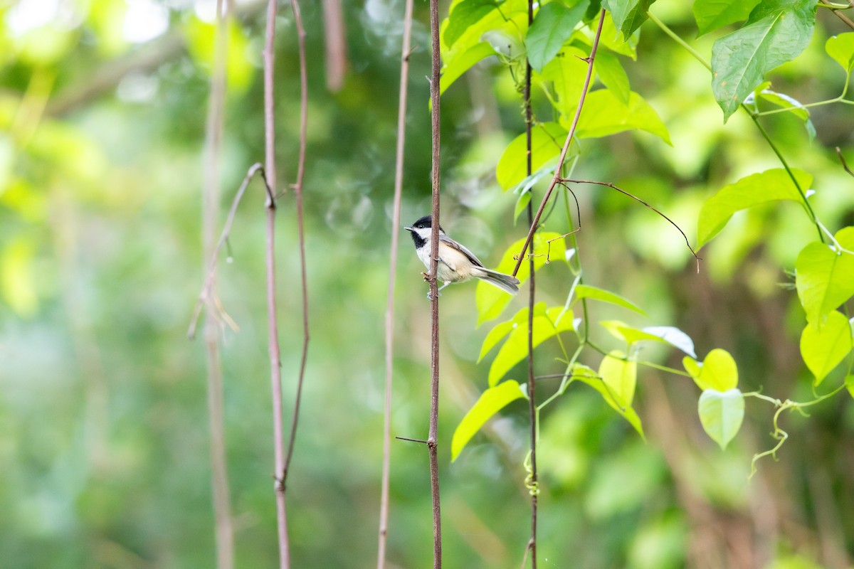 Carolina Chickadee - ML646185394