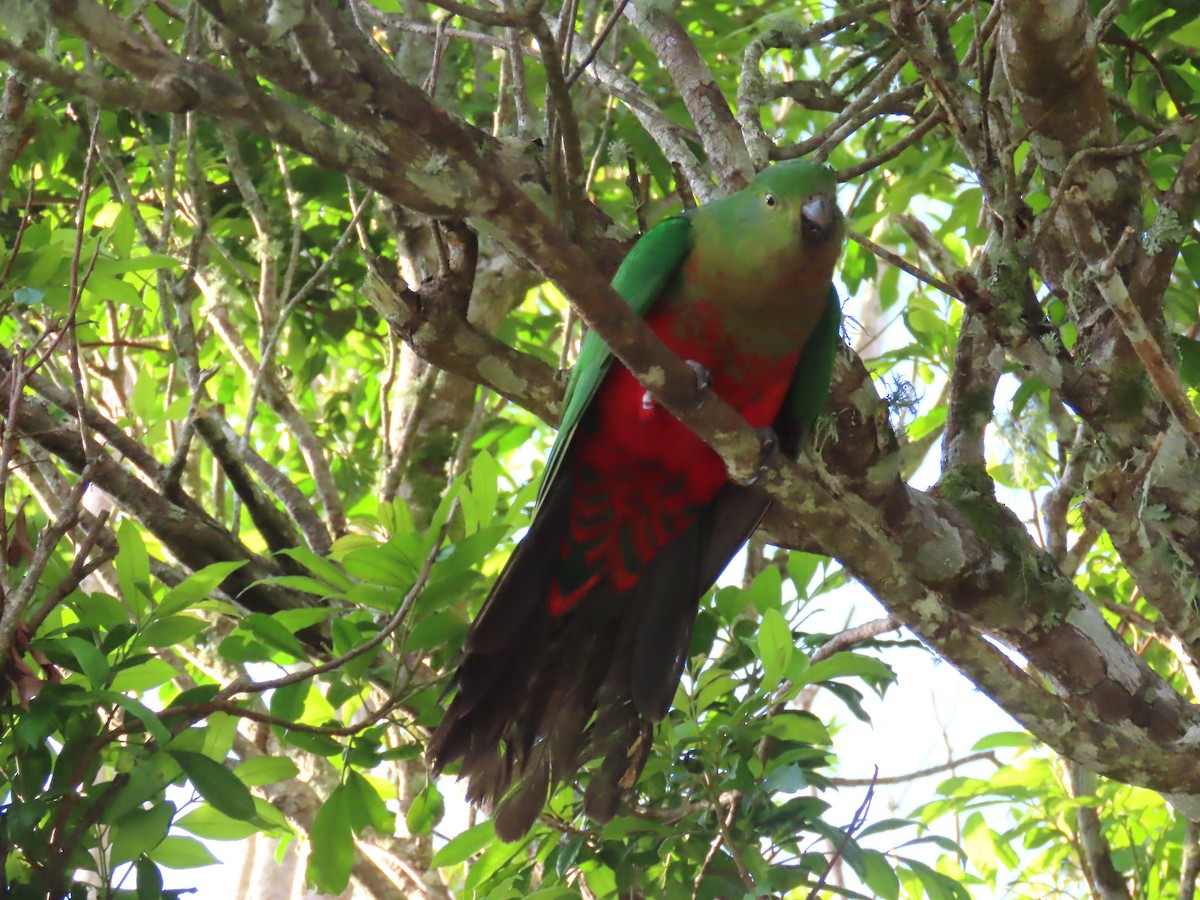 Australian King-Parrot - ML646185396