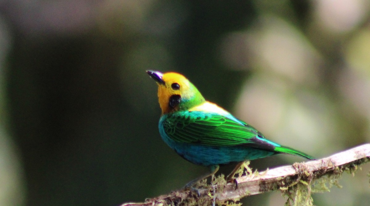 Schwarzohr-Bunttangare - ML646185404