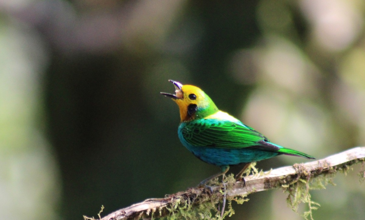 Schwarzohr-Bunttangare - ML646185405