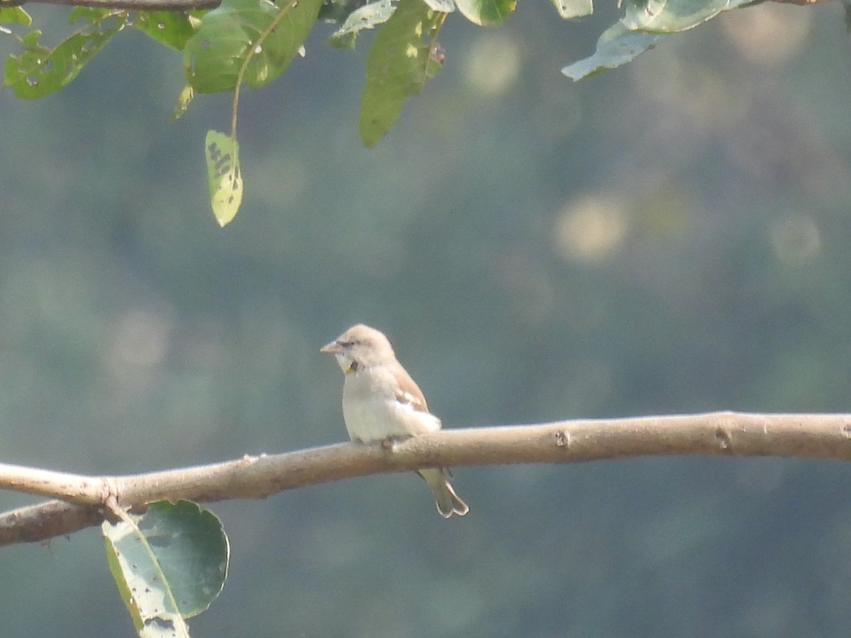 Yellow-throated Sparrow - ML646185406