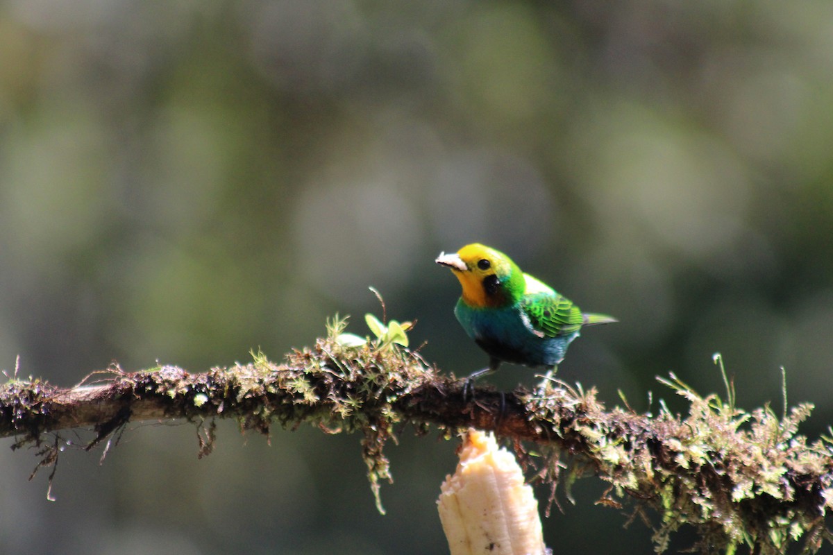 Schwarzohr-Bunttangare - ML646185407