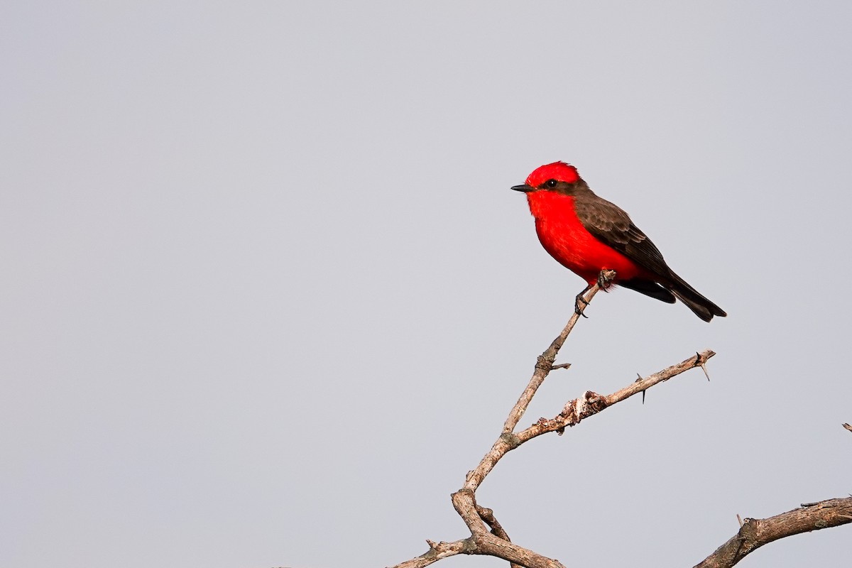 Vermilion Flycatcher (Northern) - ML646185408