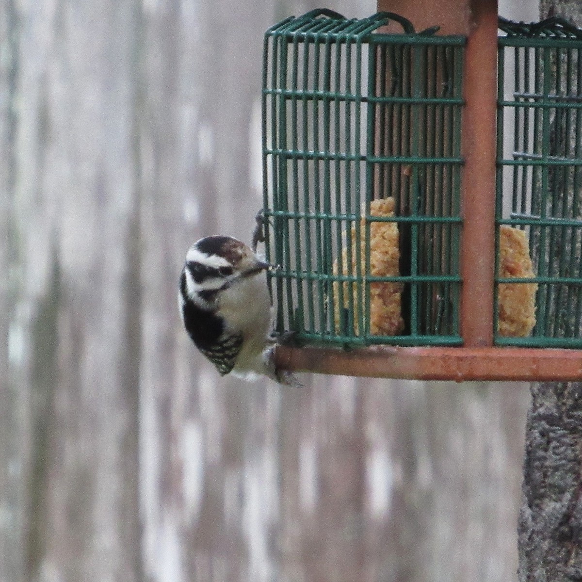 Downy Woodpecker - ML646185434