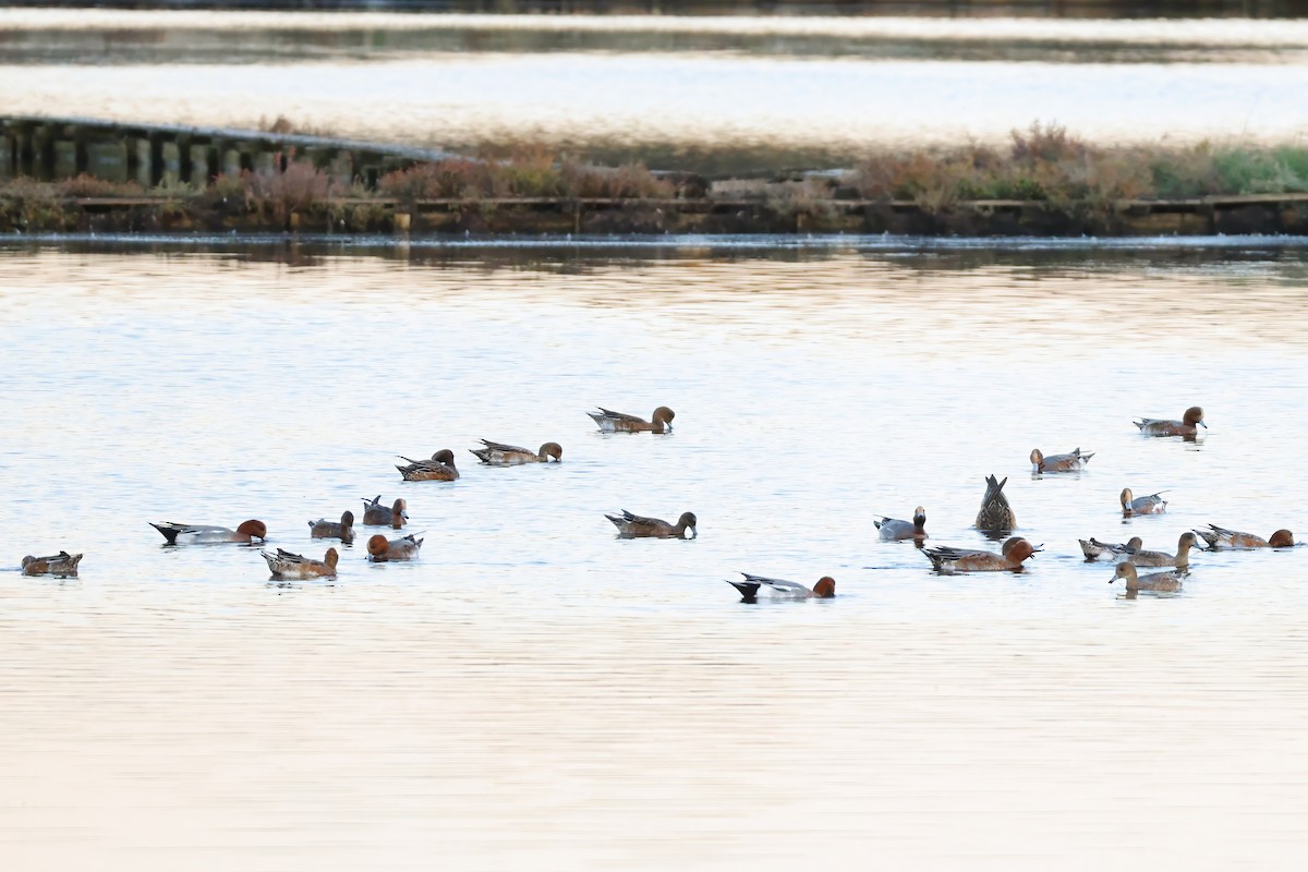 Свищ євразійський - ML646185435