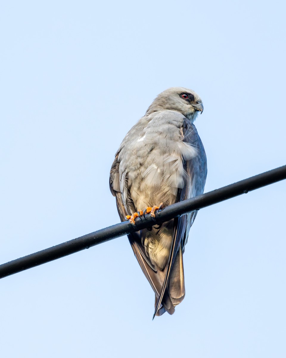 Mississippi Kite - ML646185439