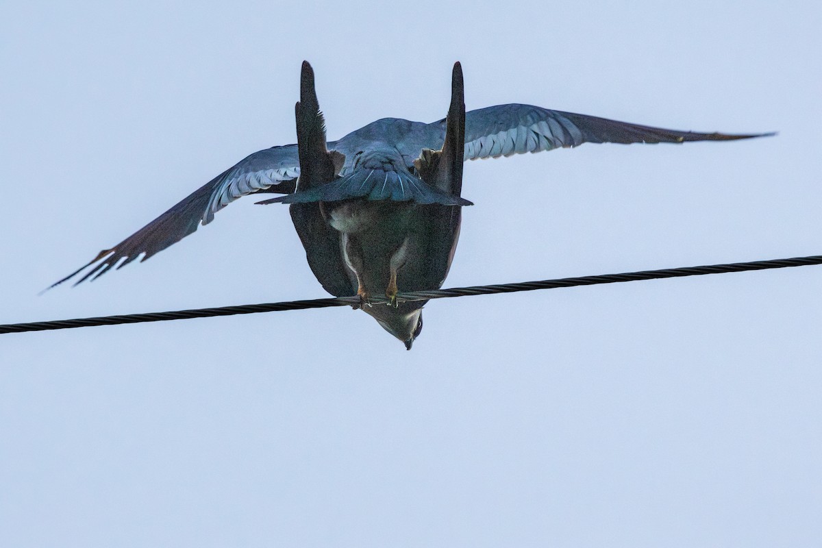 Mississippi Kite - ML646185441