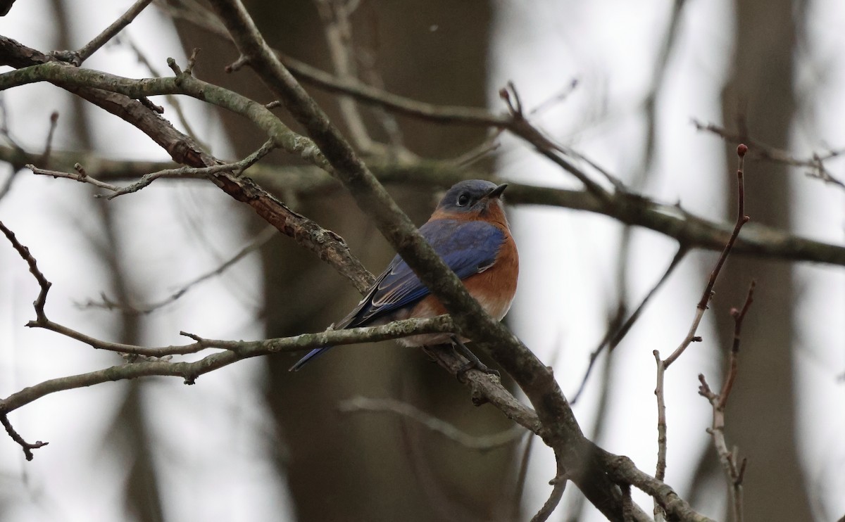 Azulejo Oriental - ML646185442