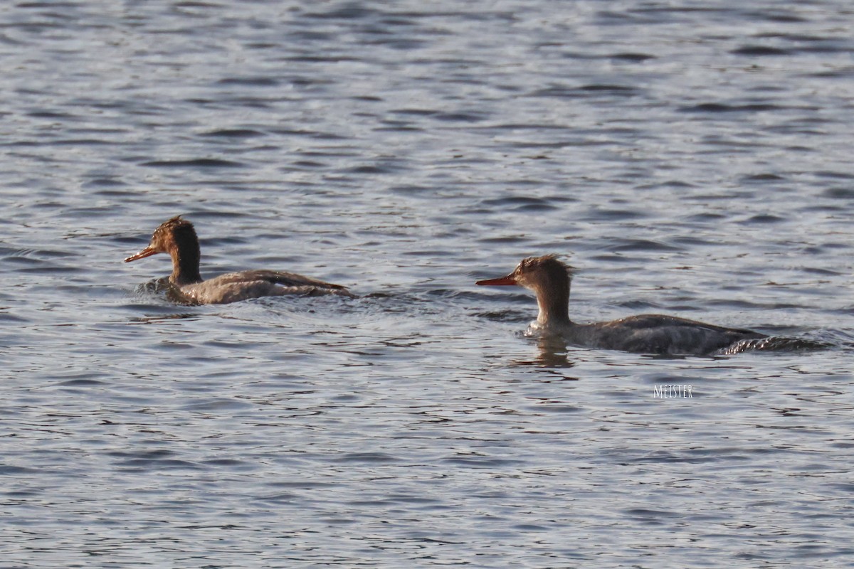 Red-breasted Merganser - ML646185445