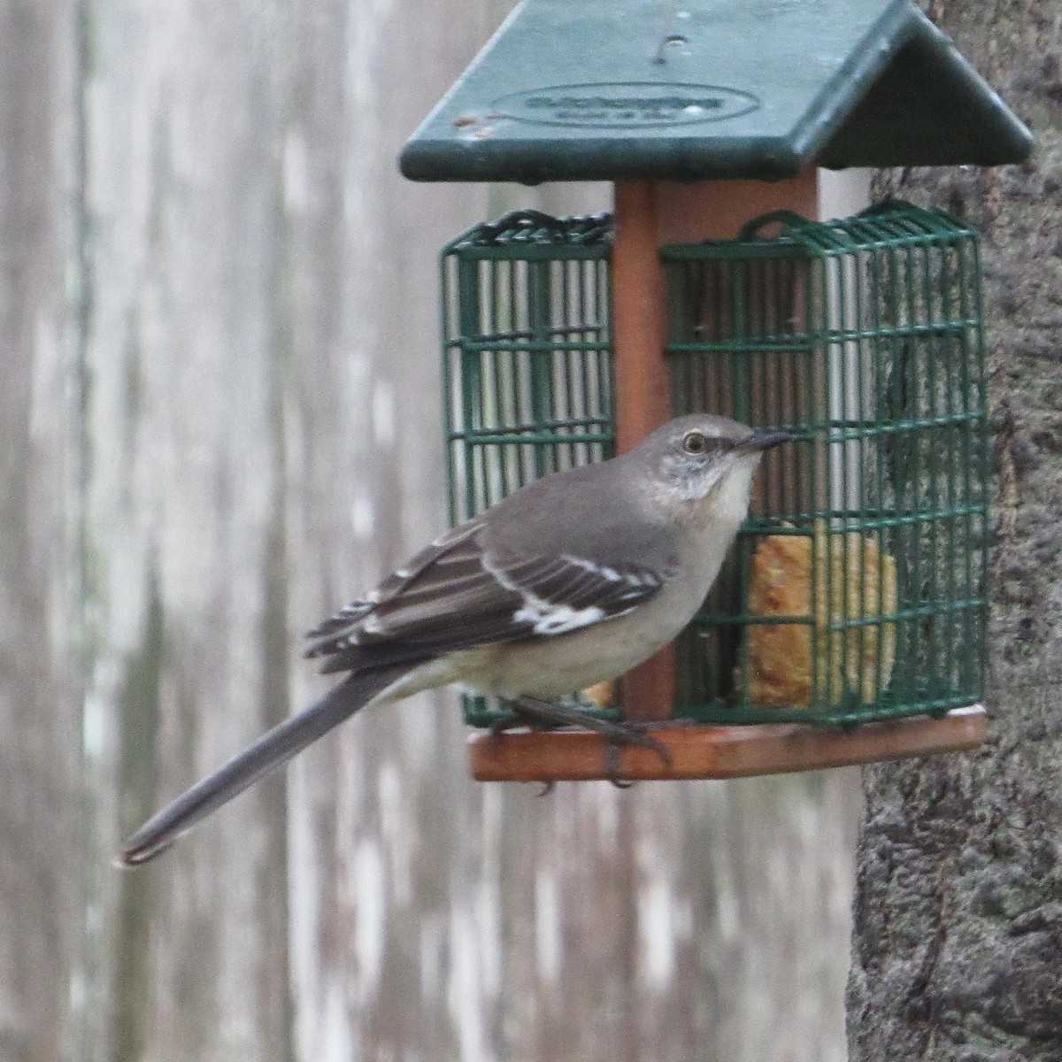 Northern Mockingbird - ML646185447