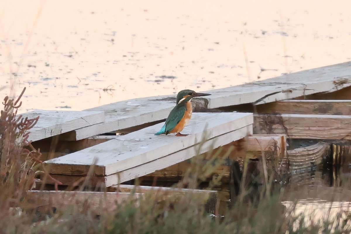 Рибалочка блакитний - ML646185450