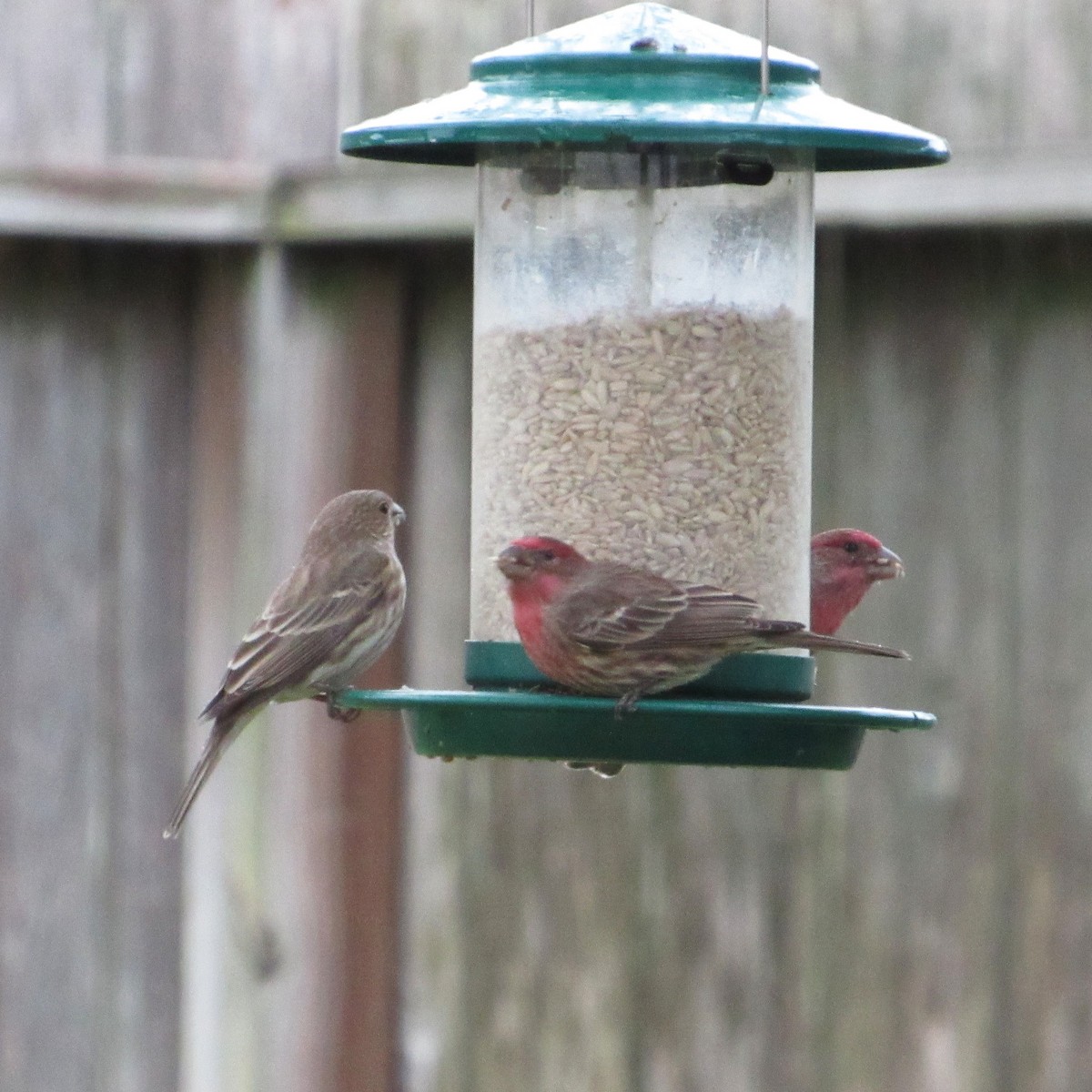 House Finch - ML646185451