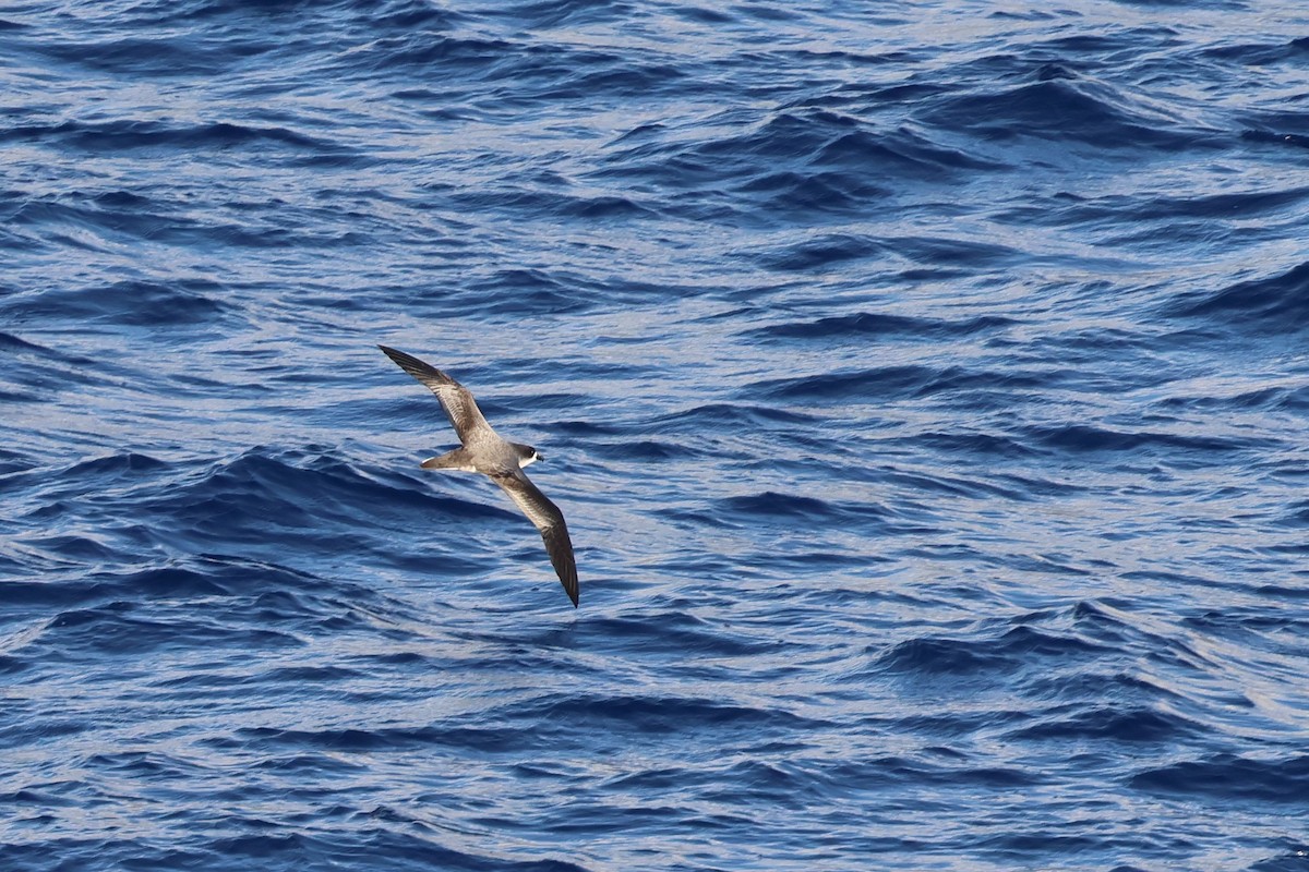 buřňák réunionský - ML646185452