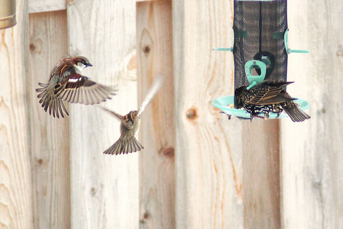 House Sparrow - ML646185459