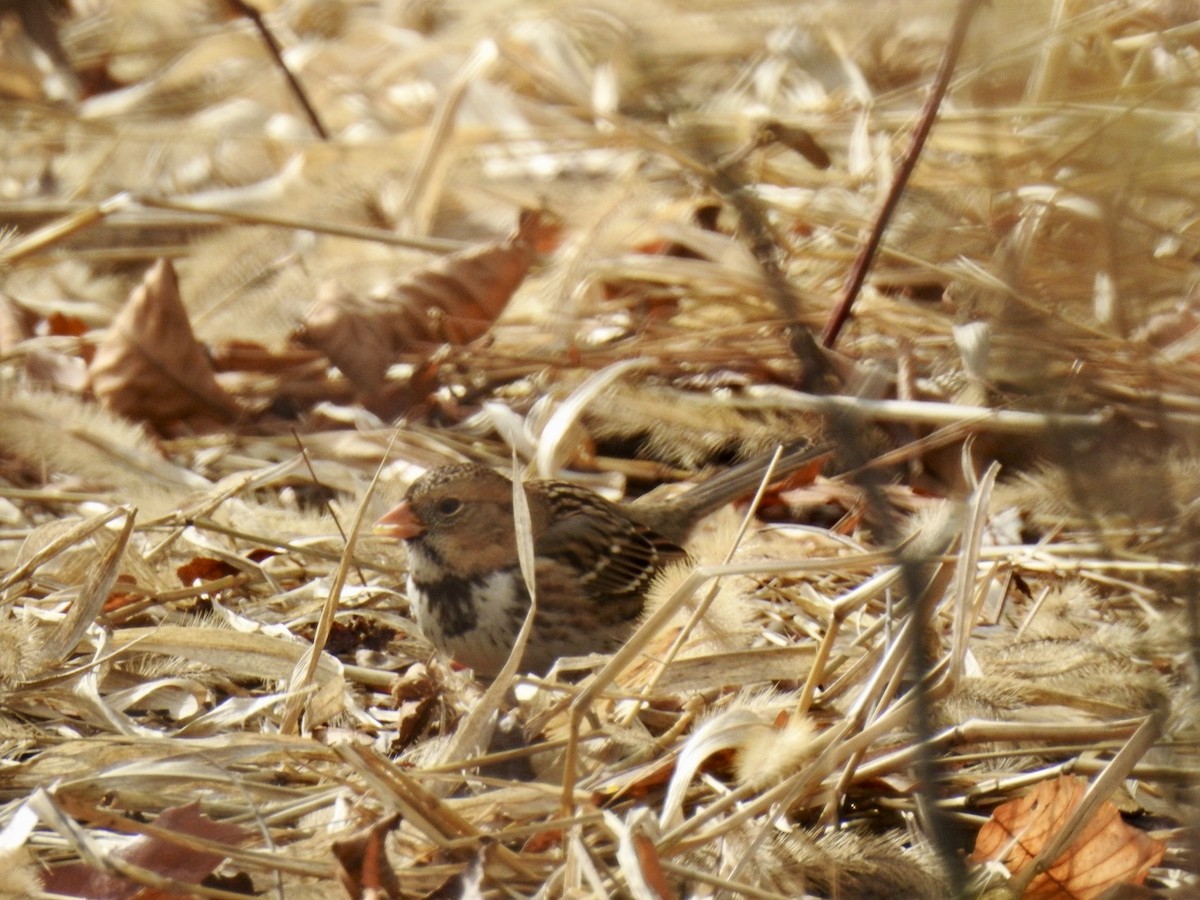 Harris's Sparrow - ML646185463