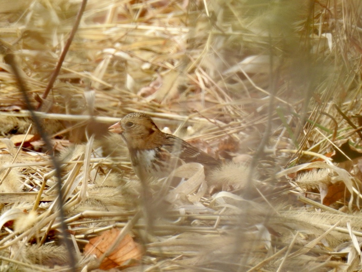 Harris's Sparrow - ML646185464