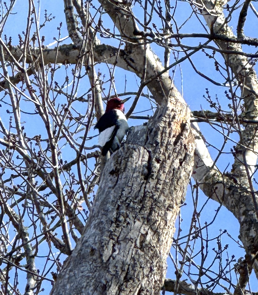 Red-headed Woodpecker - ML646185485
