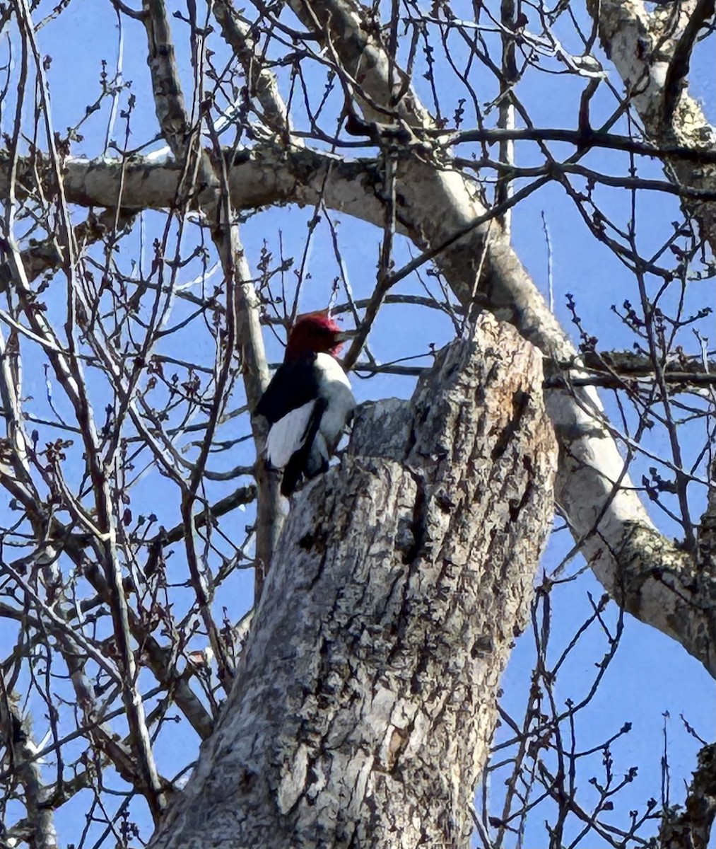 Red-headed Woodpecker - ML646185486