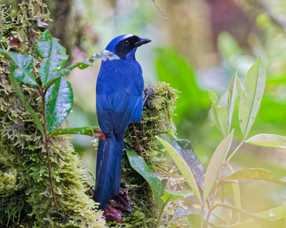 White-collared Jay - ML646185493
