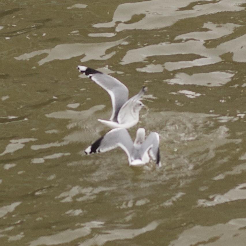 Common Gull - ML646185515