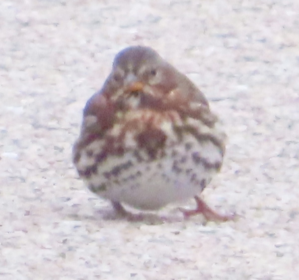 strnadec kaštanový - ML646185516