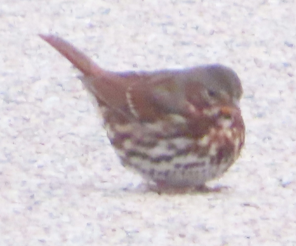 strnadec kaštanový - ML646185517