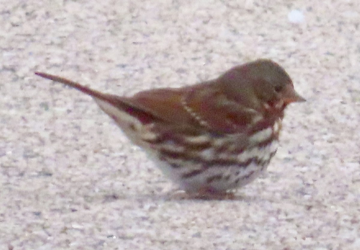 strnadec kaštanový - ML646185518