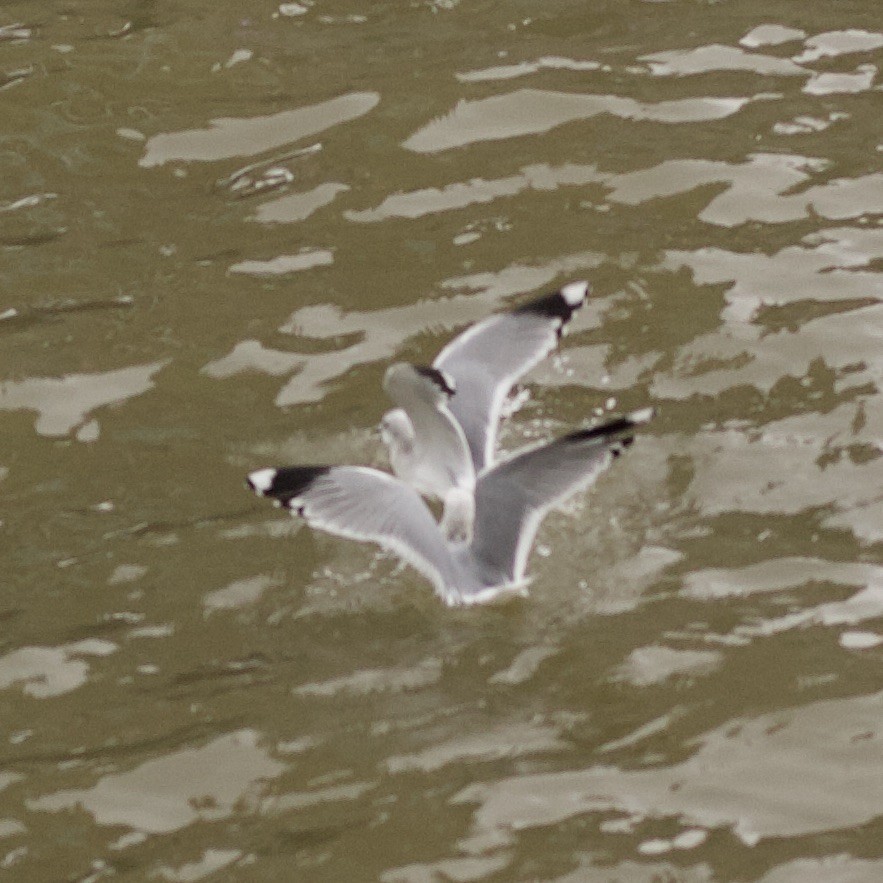 Common Gull - ML646185519