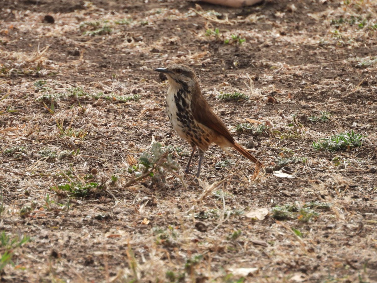 Spotted Morning-Thrush - ML646185530