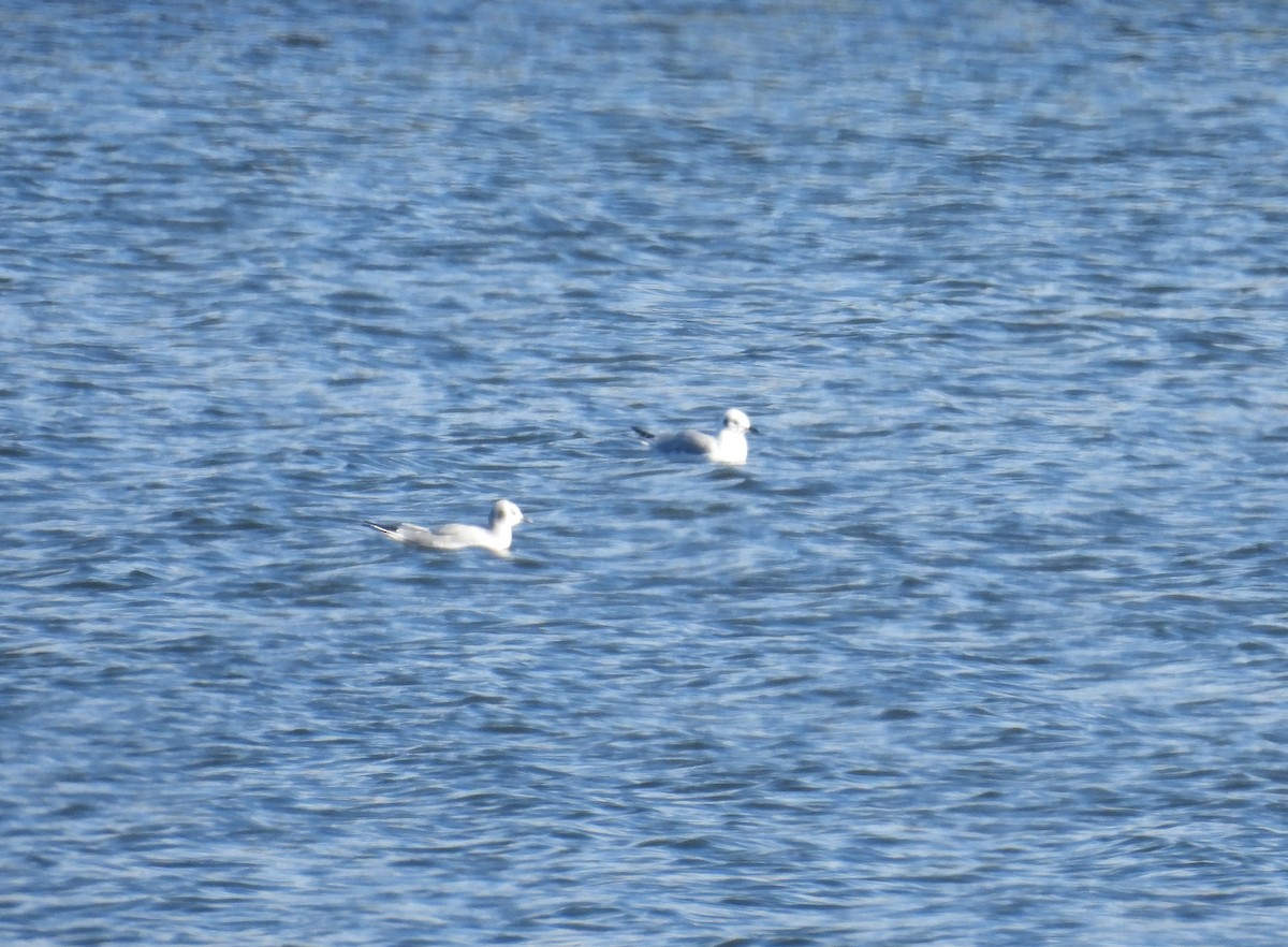 Bonaparte's Gull - ML646185537