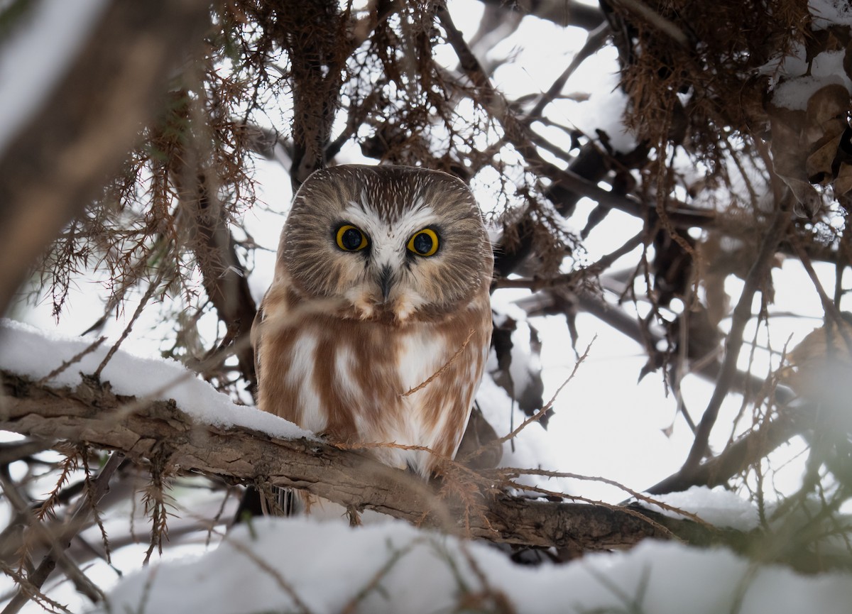 Northern Saw-whet Owl - ML646185538