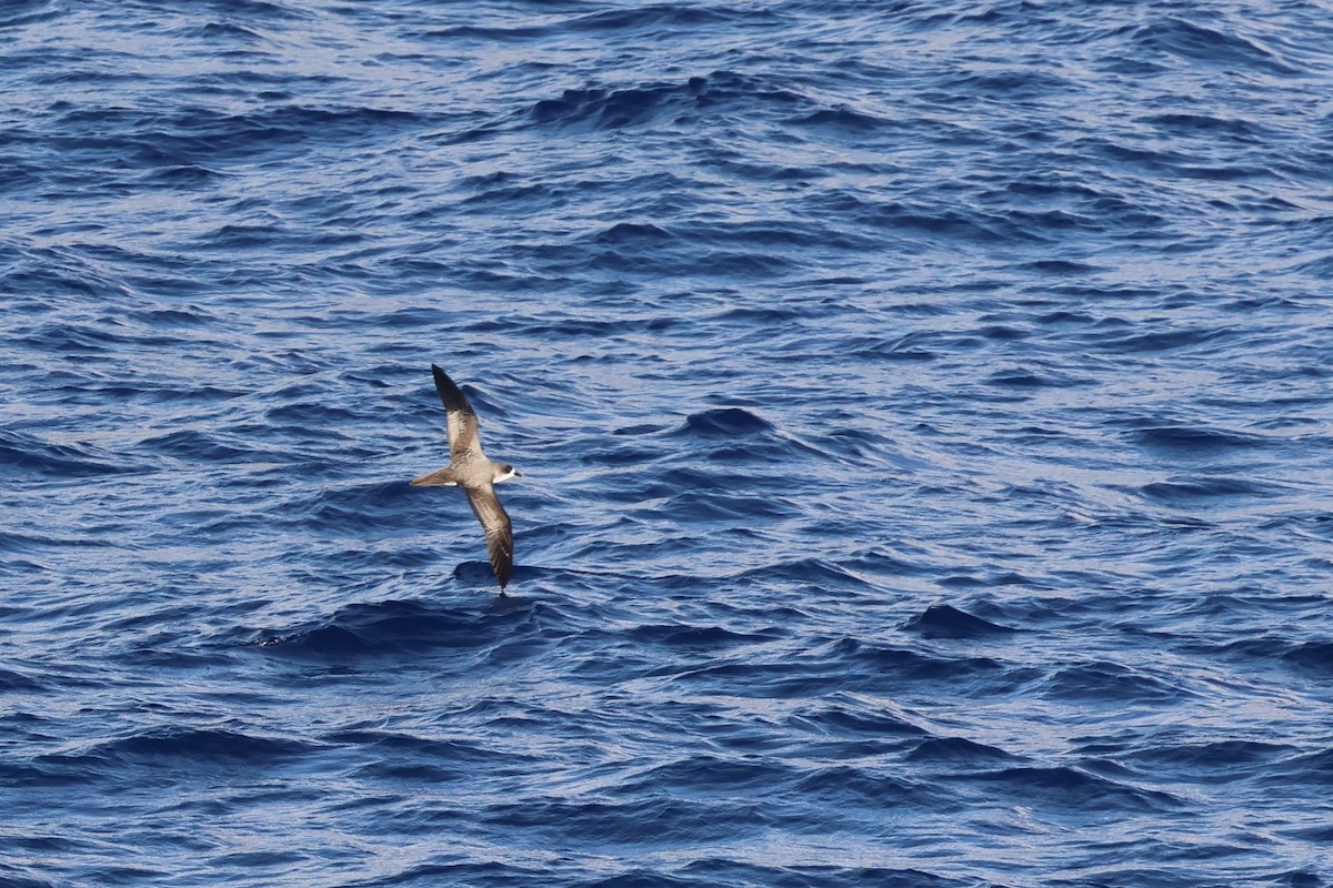 buřňák réunionský - ML646185550