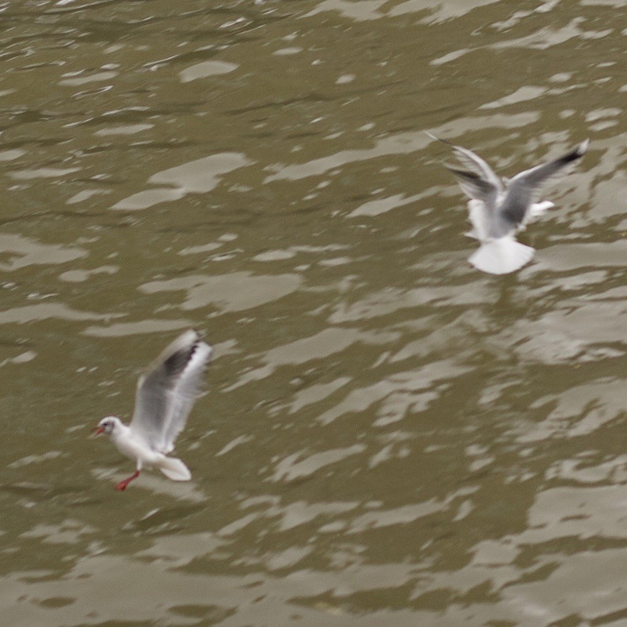 Black-headed Gull - ML646185561