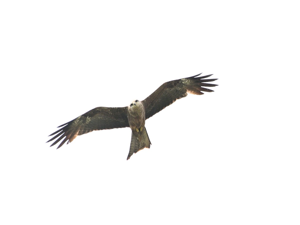 Black Kite - ML646185566