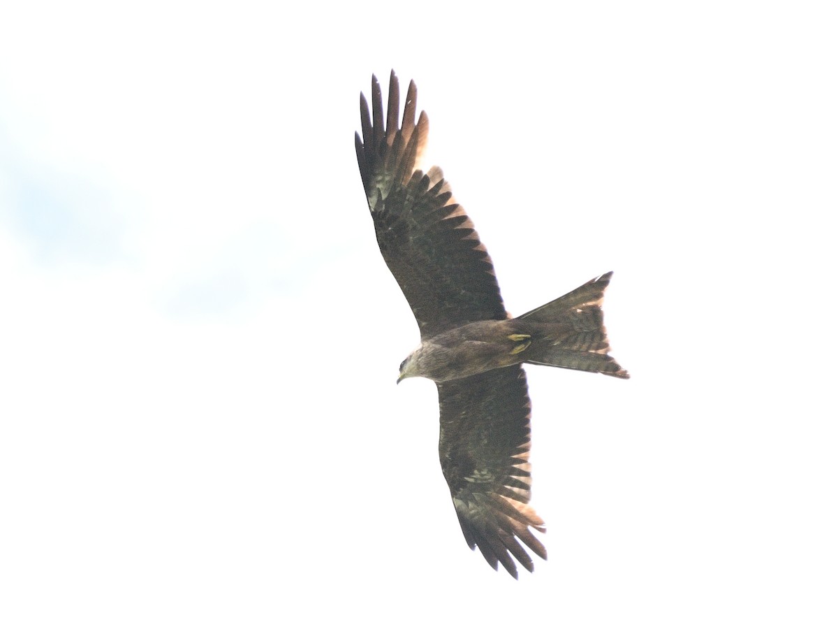 Black Kite - ML646185567