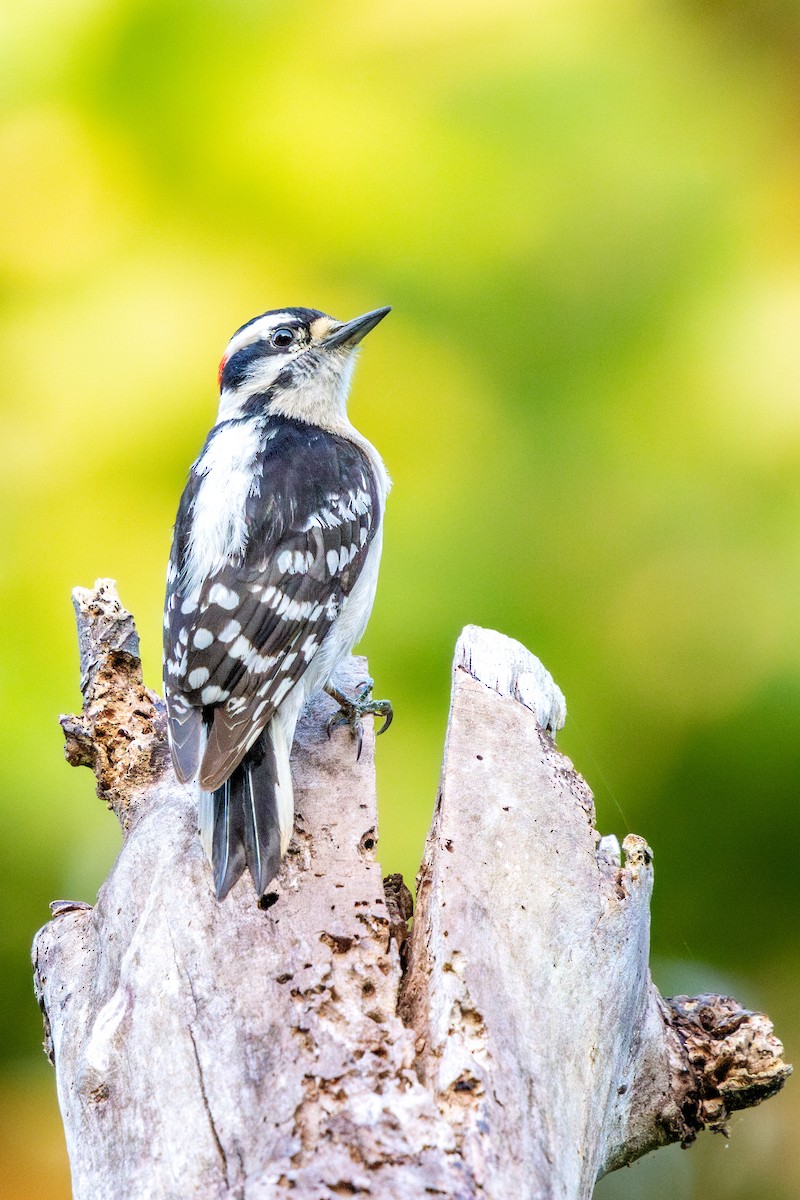 Downy Woodpecker - ML646185571