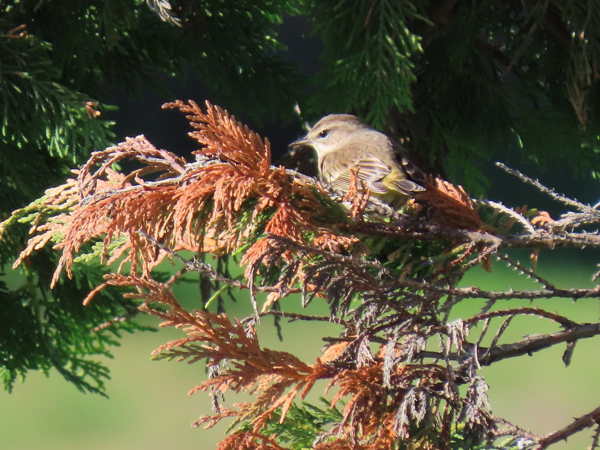Palm Warbler - ML646185572